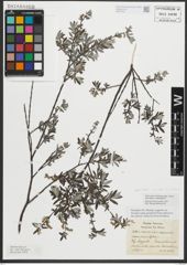 Foto von Salix repens subsp. repens L.